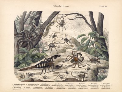 Skorpione und Spinnen, um 1860 von German School